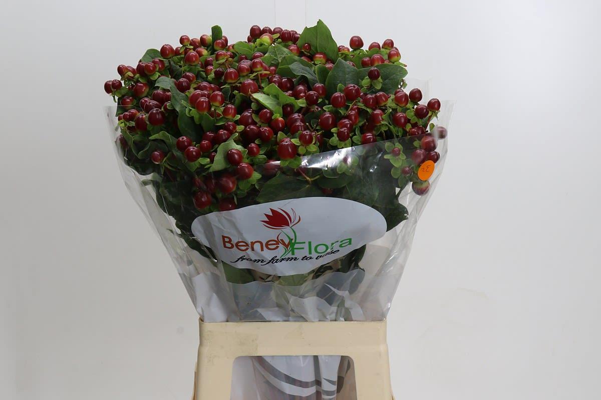 Срезанные цветы оптом Hypericum mag seasons от 50шт из Голландии с доставкой по России