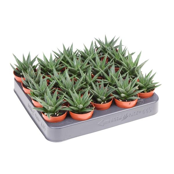 Горшечные цветы и растения оптом Haworthia Herbacea от 20шт (для телеги) из Голландии с доставкой по России