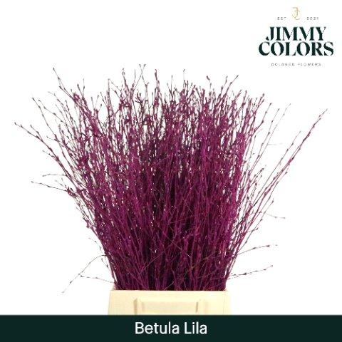 Срезанные цветы оптом Betula paint lilac от 20шт из Голландии с доставкой по России