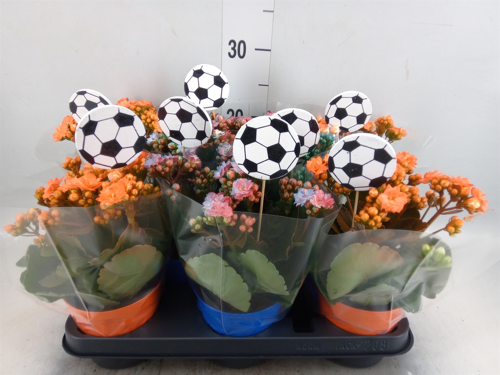 Горшечные цветы и растения оптом Kalanchoe Blos.   ..rosebud от 8шт из Голландии с доставкой по России
