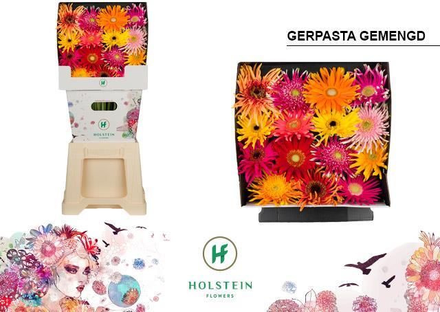 Срезанные цветы оптом Gerbera diamond gerpasta mix от 45шт из Голландии с доставкой по России