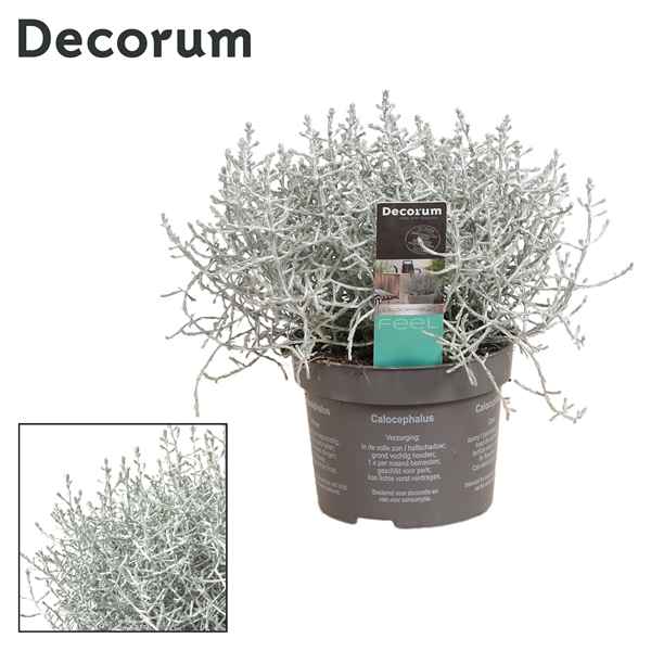 Горшечные цветы и растения оптом Leucophyta Brownii With Label (decorum) от 12шт из Голландии с доставкой по России
