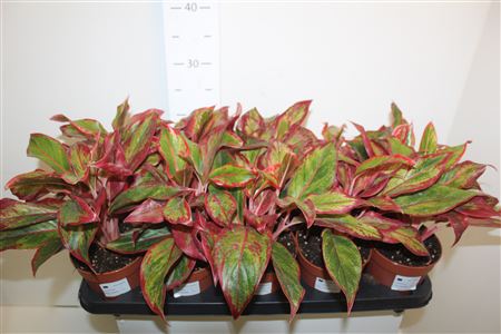 Горшечные цветы и растения оптом Aglao Crete от 10шт из Голландии с доставкой по России