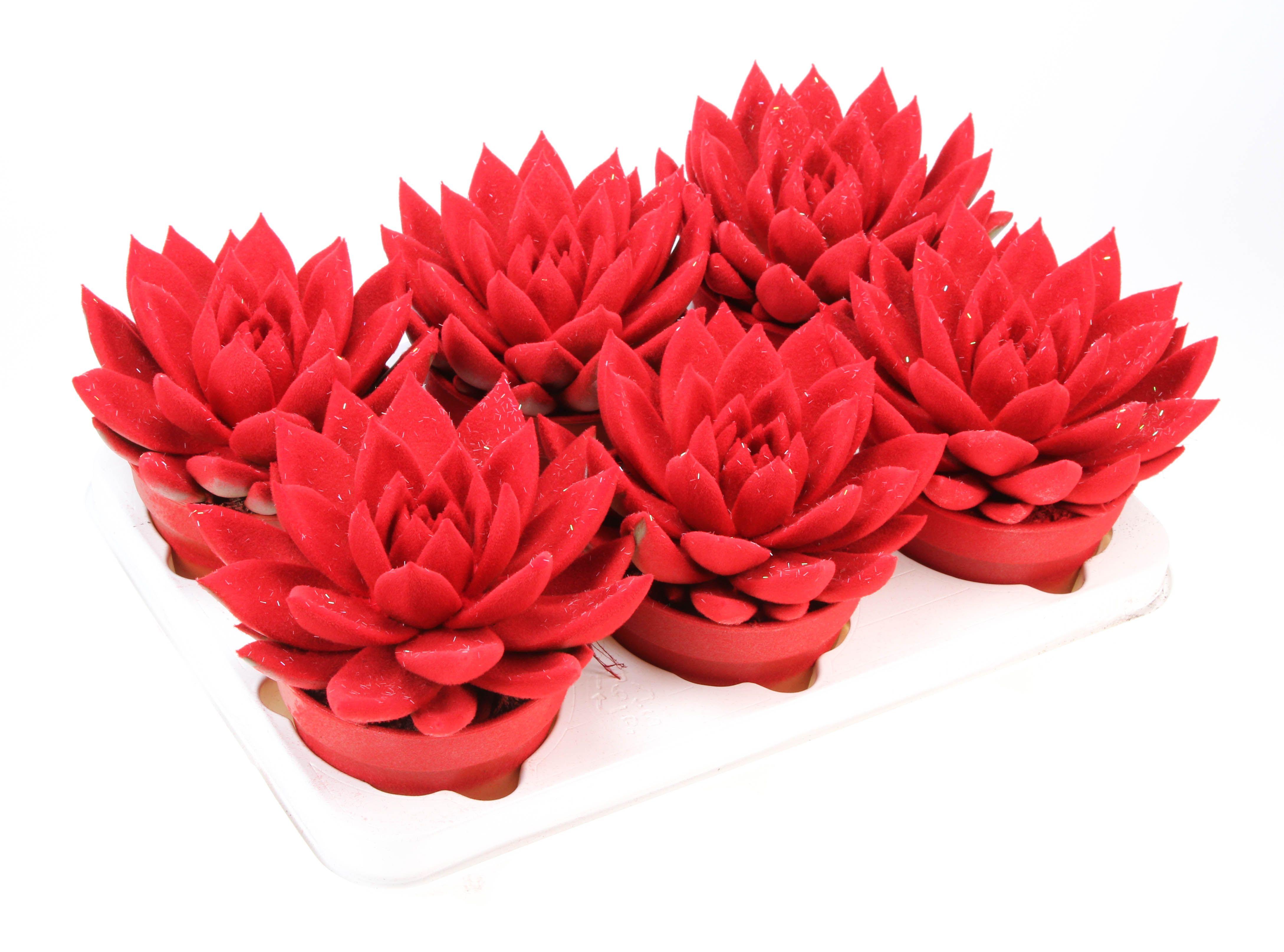 Горшечные цветы и растения оптом Echeveria Rainbow Mix от 6шт из Голландии с доставкой по России