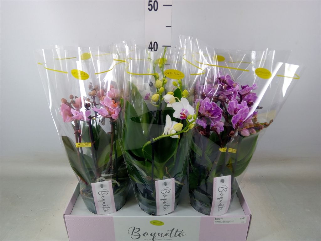 Горшечные цветы и растения оптом Phalaenopsis Multi.   ...mix  3 от 6шт из Голландии с доставкой по России