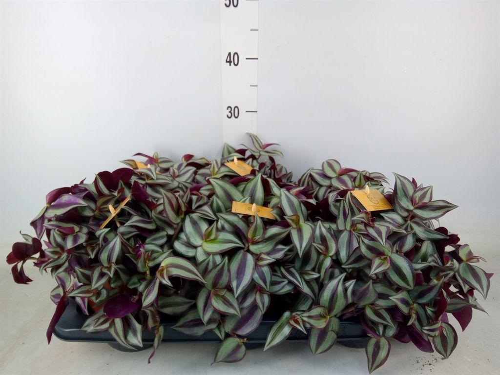 Горшечные цветы и растения оптом Tradescantia Zebrina Purpusii от 6шт из Голландии с доставкой по России