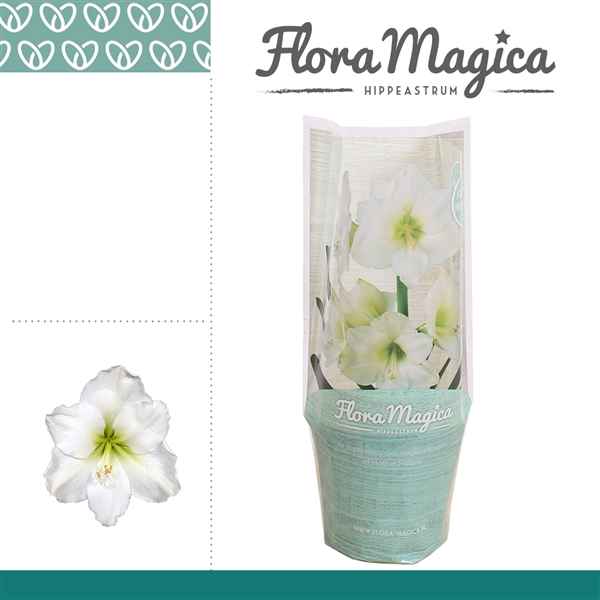Горшечные цветы и растения оптом Hipp Arctic White 2pp Flora Magica Sleeve от 8шт из Голландии с доставкой по России