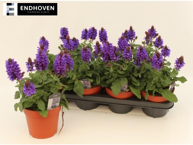Горшечные цветы и растения оптом Salvia Nemorosa от 7шт из Голландии с доставкой по России Горшечные цветы и растения оптом Salvia Nemorosa от 7шт из Голландии с доставкой по России