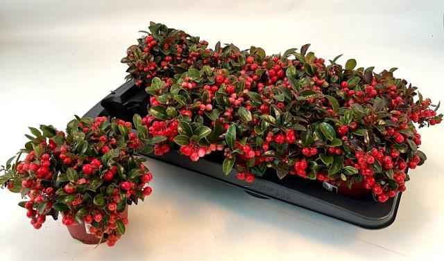 Горшечные цветы и растения оптом Gaulth Procumbens от 8шт из Голландии с доставкой по России