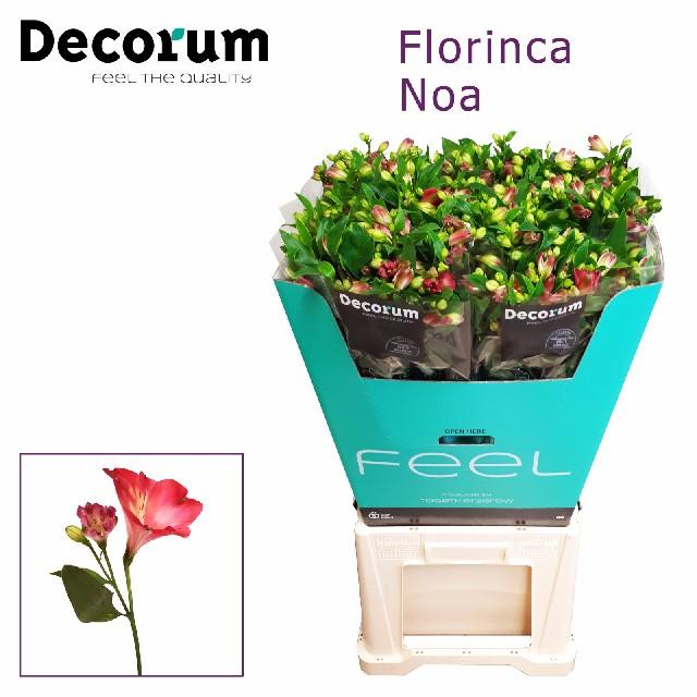 Срезанные цветы оптом Alstroemeria fl noa от 50шт из Голландии с доставкой по России