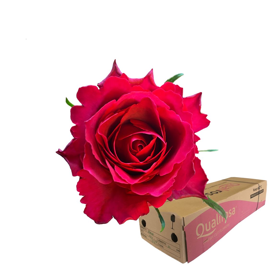 Срезанные цветы оптом Rosa large madam cerise от 460шт из Голландии с доставкой по России