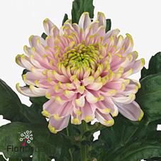 Срезанные цветы оптом Chrys bl rossano charlotte от 40шт из Голландии с доставкой по России Срезанные цветы оптом Chrys bl rossano charlotte от 40шт из Голландии с доставкой по России