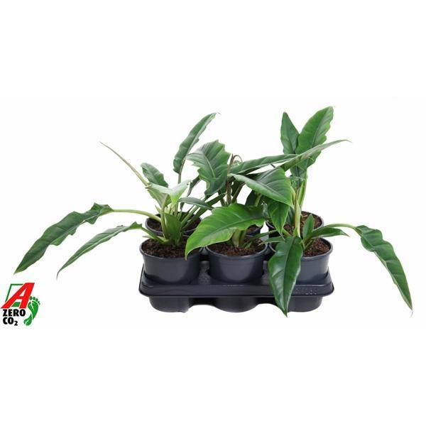 Горшечные цветы и растения оптом Philodendron Narrow от 6шт из Голландии с доставкой по России