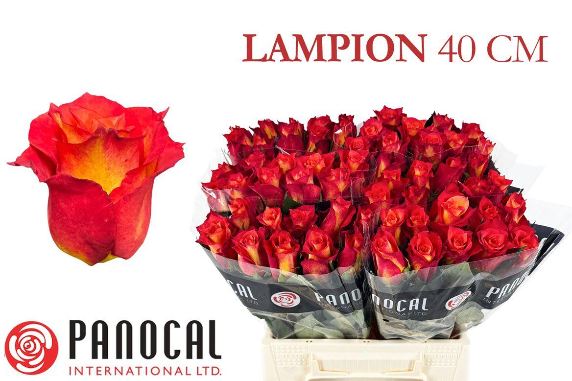 Срезанные цветы оптом Rosa large lampion от 520шт из Голландии с доставкой по России