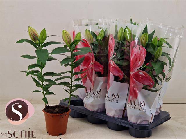 Горшечные цветы и растения оптом Lil Or Reeleeze от 8шт из Голландии с доставкой по России