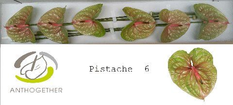 Срезанные цветы оптом Anthurium pistache от 6шт из Голландии с доставкой по России