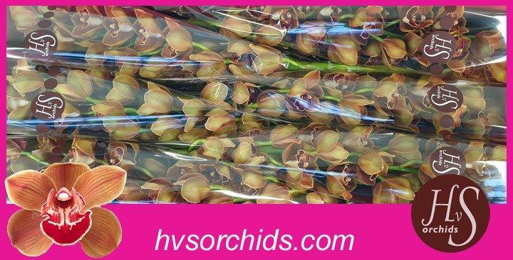 Срезанные цветы оптом Cymbidium brown napoli от 6шт из Голландии с доставкой по России