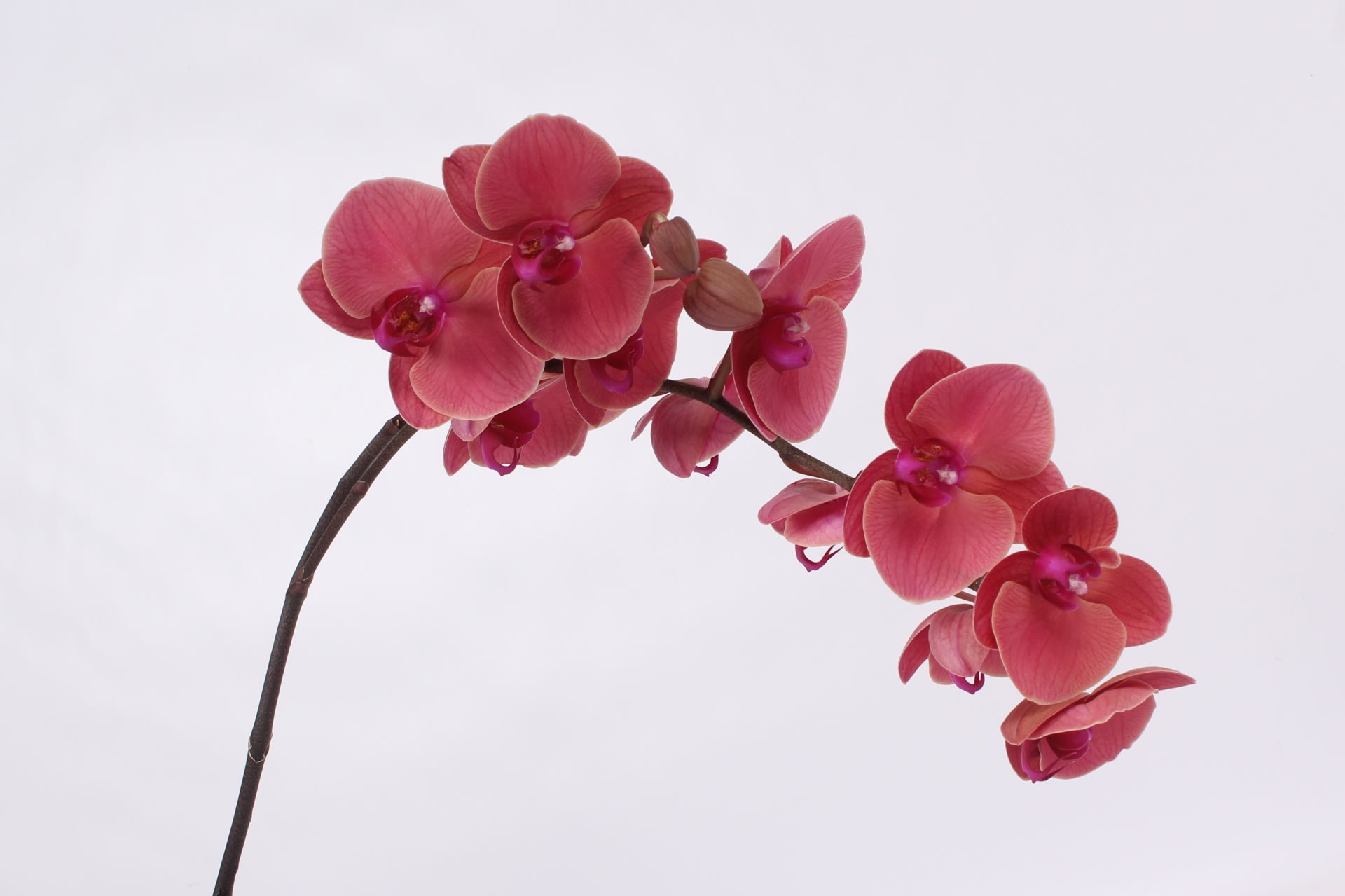Срезанные цветы оптом Phalaenopsis asian coral (per stem) от 8шт.. из Голландии с доставкой по России