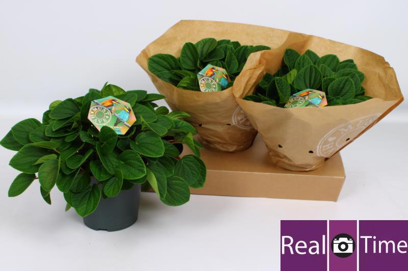 Горшечные цветы и растения оптом Pep Al Rana Verde от 3шт из Голландии с доставкой по России