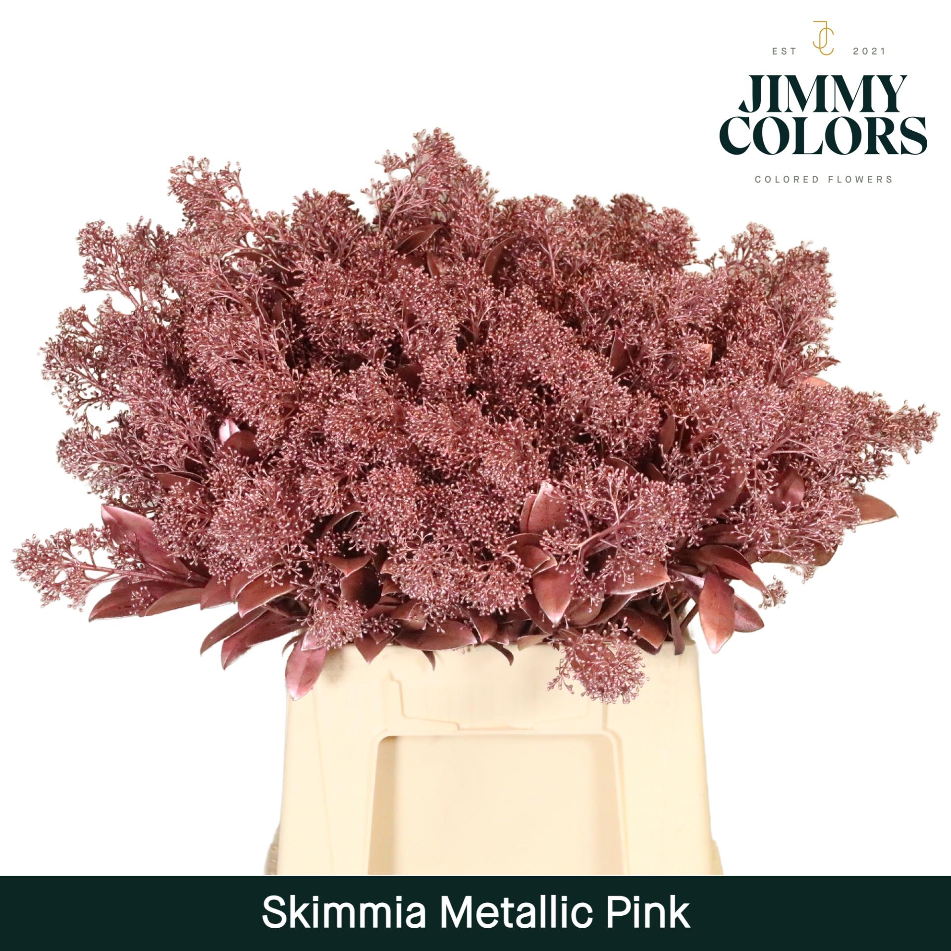 Срезанные цветы оптом Skimmia paint antique pink от 10шт из Голландии с доставкой по России