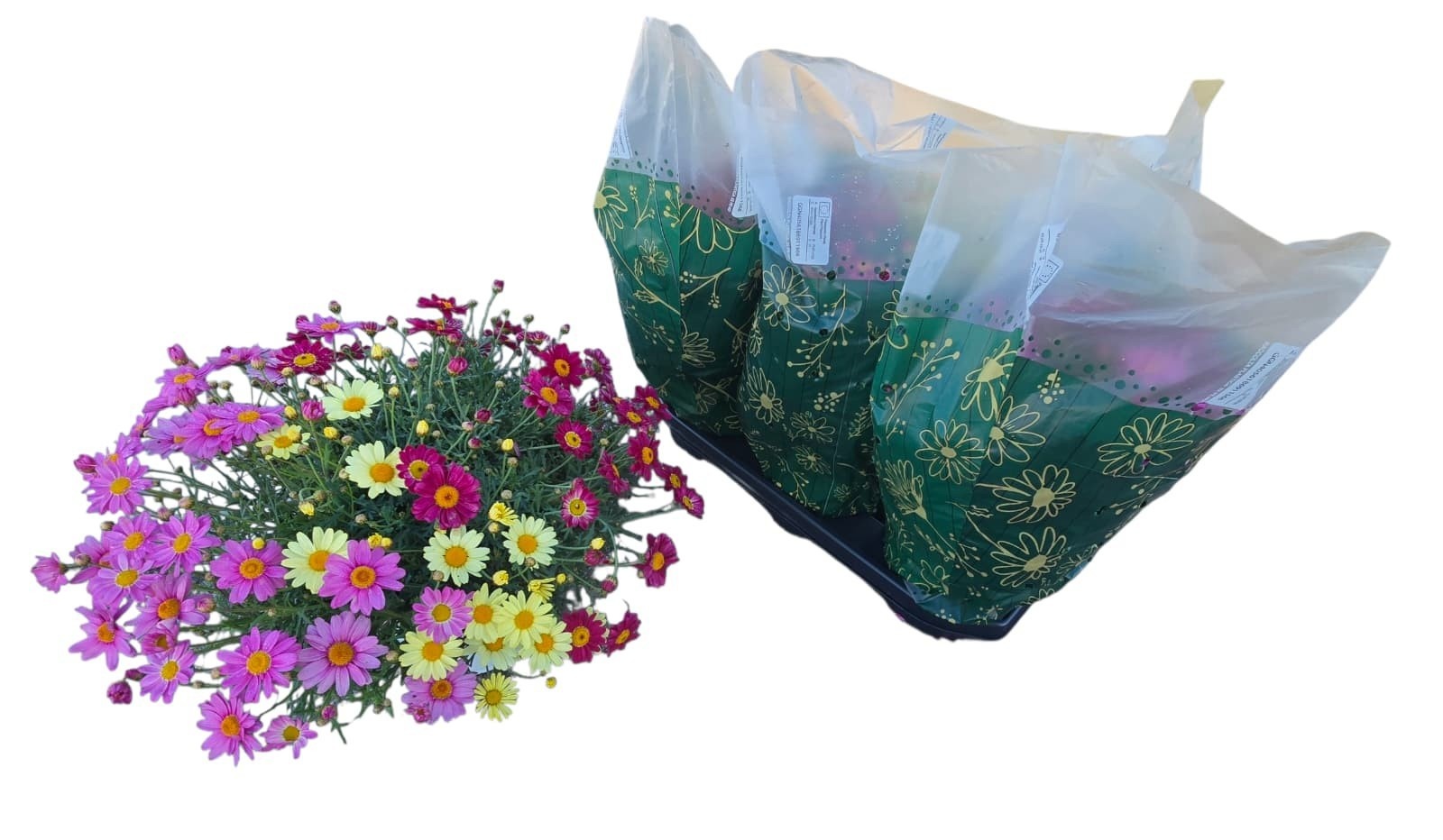 Горшечные цветы и растения оптом Arg Gem In Pot от 3шт из Голландии с доставкой по России