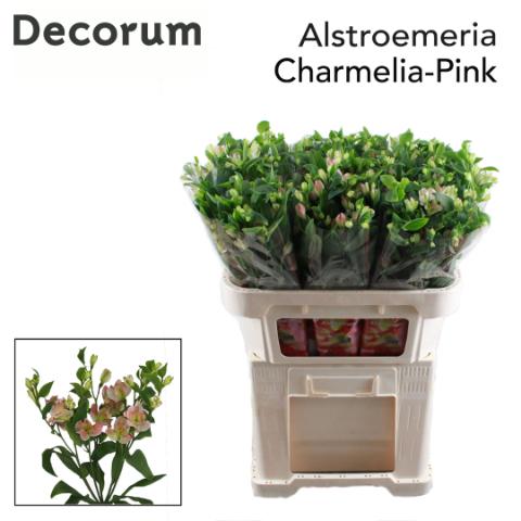 Срезанные цветы оптом Alstroemeria fl charmelia pink от 60шт из Голландии с доставкой по России