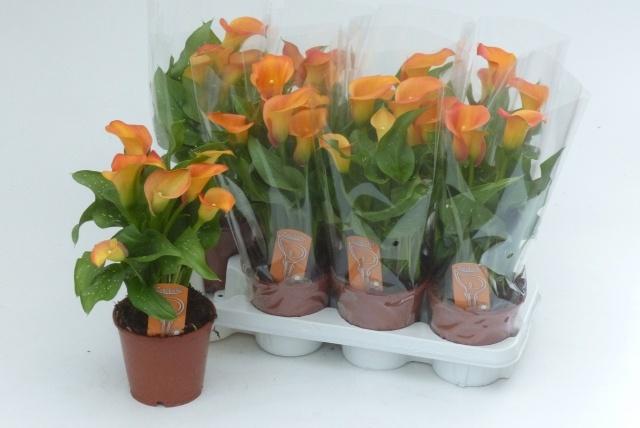 Горшечные цветы и растения оптом Zant Capt Brunello от 8шт из Голландии с доставкой по России