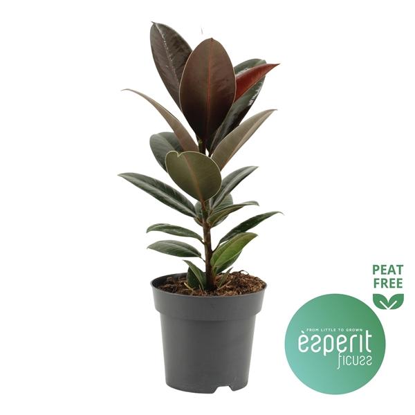 Горшечные цветы и растения оптом Ficus El Melany от 8шт из Голландии с доставкой по России