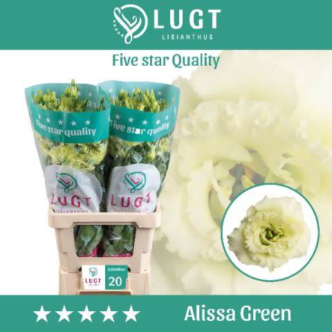 Срезанные цветы оптом Lisianthus do alissa green от 20шт из Голландии с доставкой по России