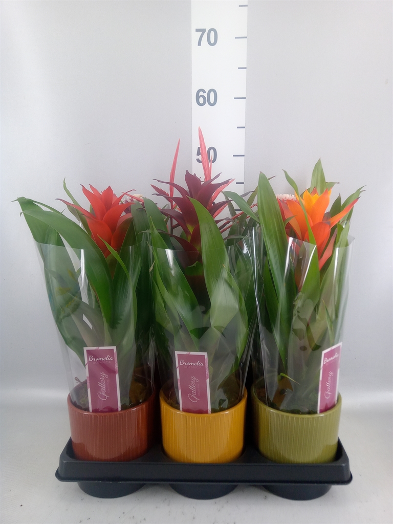 Горшечные цветы и растения оптом Bromelia ...mix от 6шт из Голландии с доставкой по России
