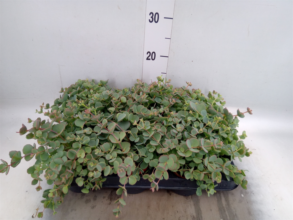 Горшечные цветы и растения оптом Sedum Sieboldii от 9шт (для телеги) из Голландии с доставкой по России