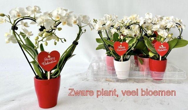 Горшечные цветы и растения оптом Phal Mini от 8шт (для телеги) из Голландии с доставкой по России Горшечные цветы и растения оптом Phal Mini от 8шт (для телеги) из Голландии с доставкой по России