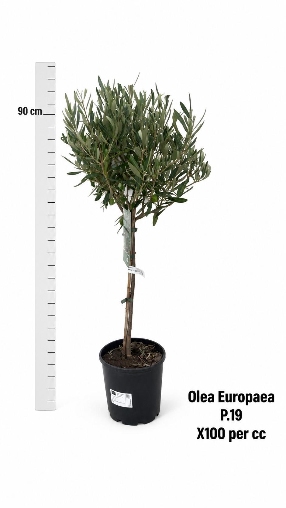 Горшечные цветы и растения оптом Olea Europaea от 4шт из Голландии с доставкой по России