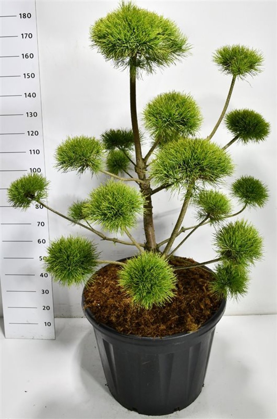 Горшечные цветы и растения оптом Pinus Sylv Norske Typ от 1шт из Голландии с доставкой по России