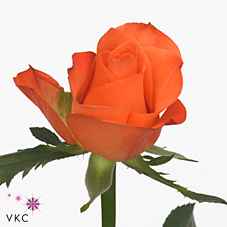 Срезанные цветы оптом Rosa la milima от 420шт из Голландии с доставкой по России