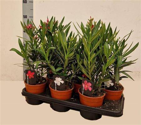 Горшечные цветы и растения оптом Neri Oleander P15 3 Branche от 6шт из Голландии с доставкой по России