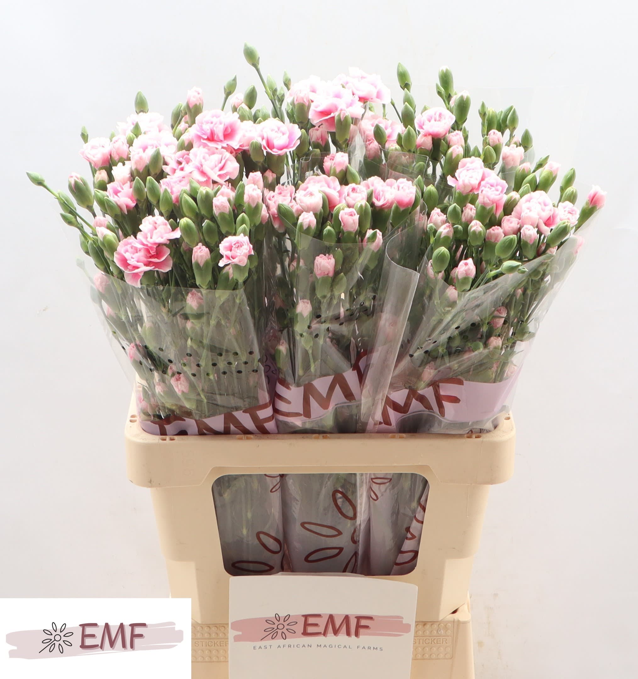 Срезанные цветы оптом Dianthus sp fancy frill от 60шт из Голландии с доставкой по России