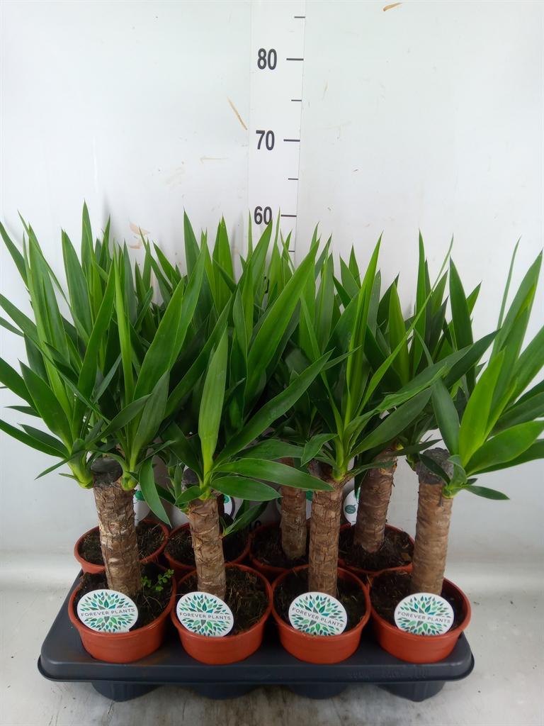 Горшечные цветы и растения оптом Yucca   ... от 8шт из Голландии с доставкой по России