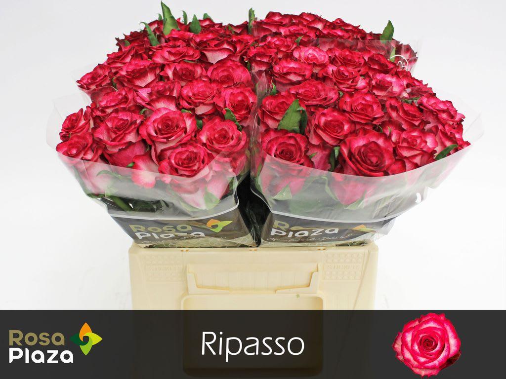 Срезанные цветы оптом Rosa large ripasso от 60шт из Голландии с доставкой по России