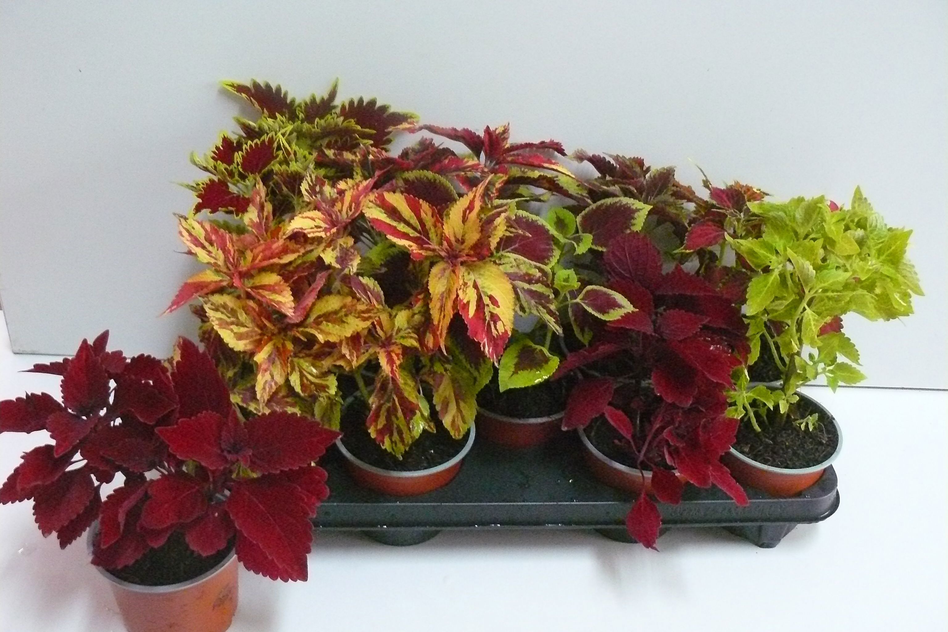 Горшечные цветы и растения оптом Plec C Gem от 9шт из Голландии с доставкой по России