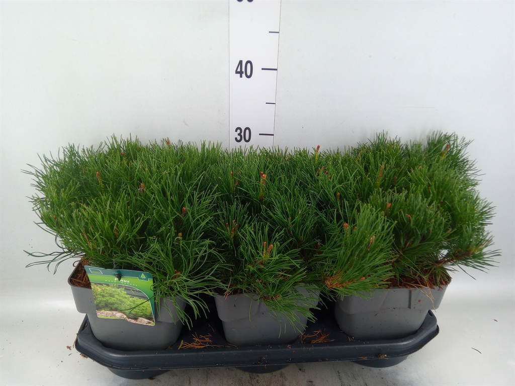 Горшечные цветы и растения оптом Pinus Mugo Var. Pumilio от 3шт из Голландии с доставкой по России