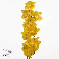 Срезанные цветы оптом Cymbidium yellow river golden treasure от 12шт. из Голландии с доставкой по России