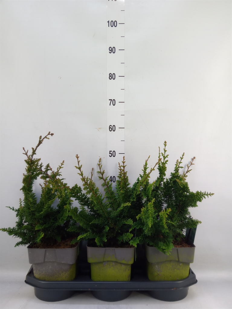 Горшечные цветы и растения оптом Chamaecyparis Obt. от 3шт из Голландии с доставкой по России