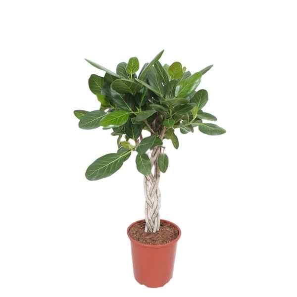 Горшечные цветы и растения оптом Ficus Benghalensis Twisted Stem от 1шт из Голландии с доставкой по России