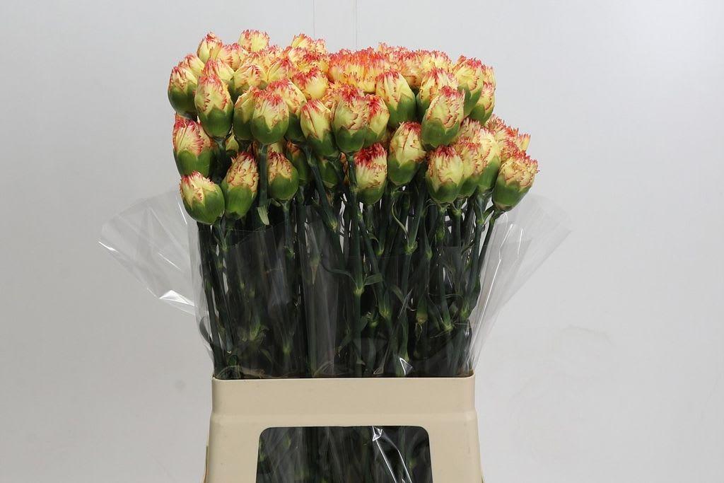 Срезанные цветы оптом Dianthus st carnival от 100шт из Голландии с доставкой по России