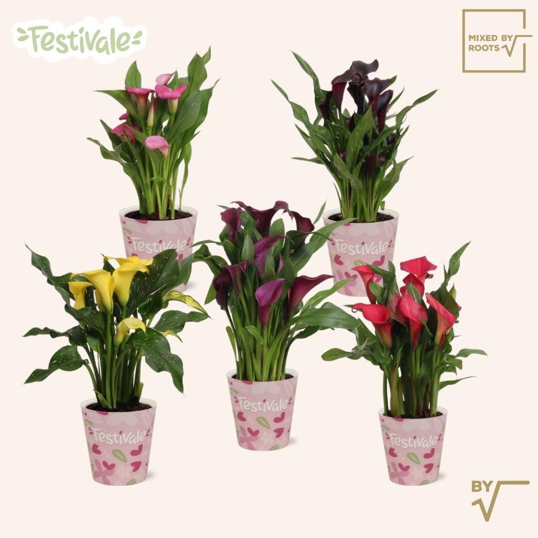 Горшечные цветы и растения оптом Zant Gem от 6шт' из Голландии с доставкой по России