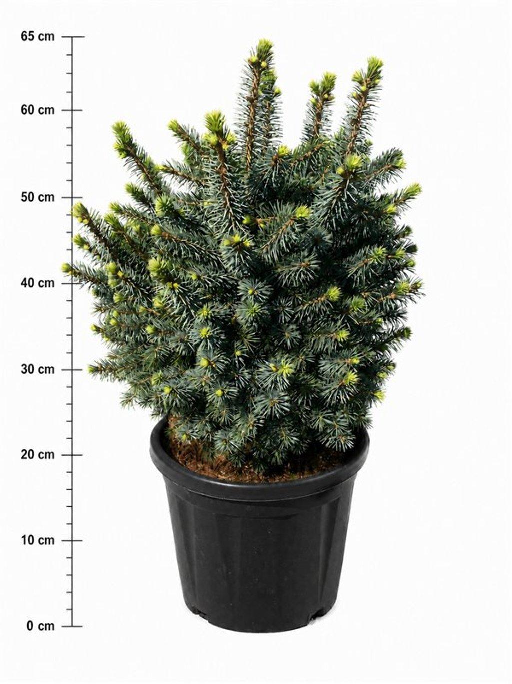 Горшечные цветы и растения оптом Picea Sitchensis midget от 1шт из Голландии с доставкой по России
