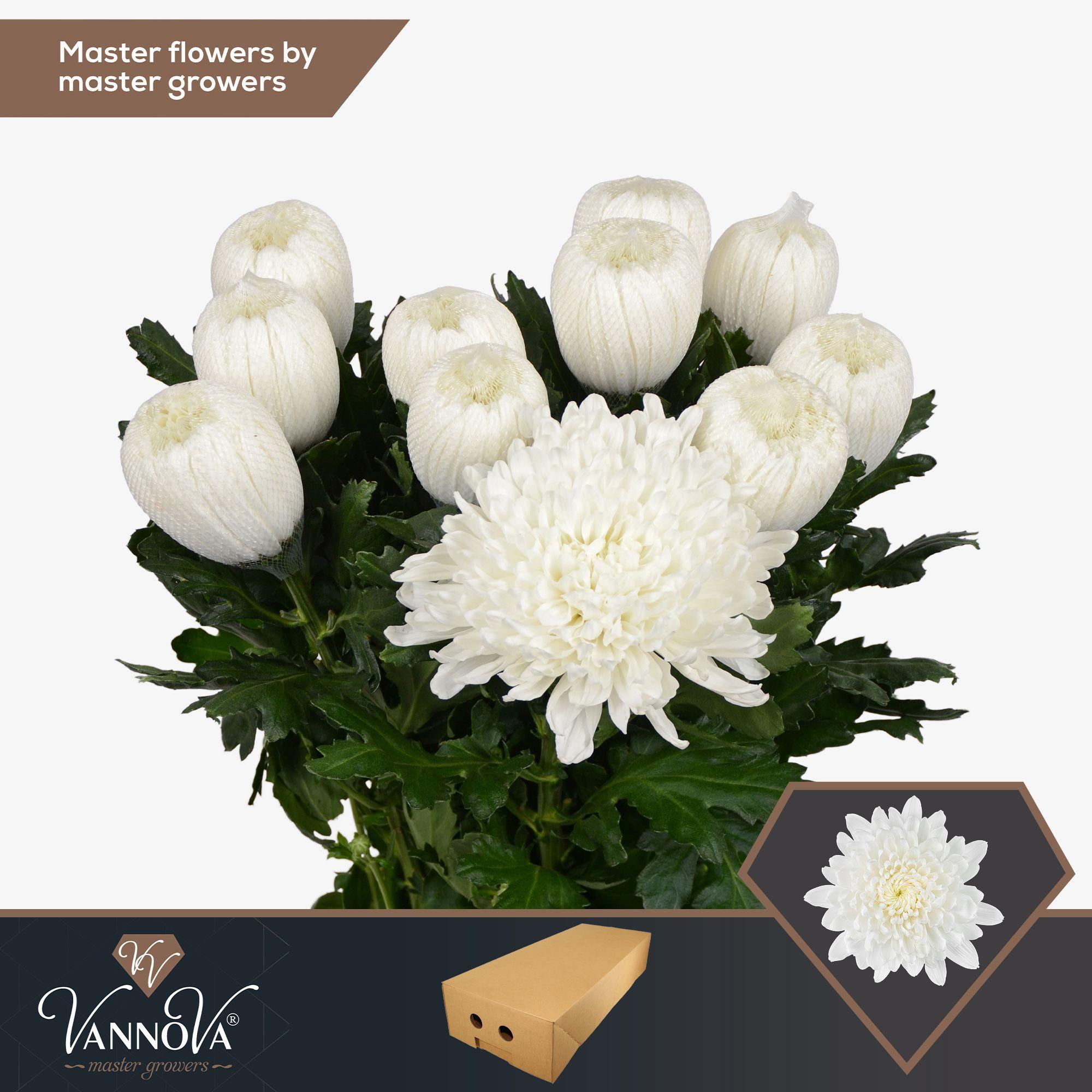 Срезанные цветы оптом Chrys bl paint antonov dark cherry от 20шт.. из Голландии с доставкой по России