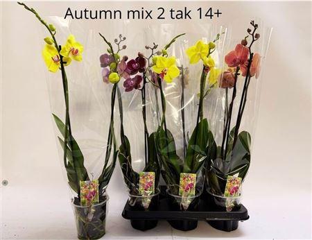 Горшечные цветы и растения оптом Phal Gem Autumn Mix 2 Branches 14+ от 6шт из Голландии с доставкой по России