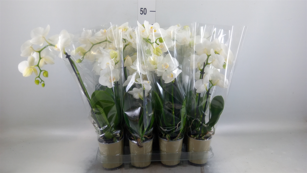 Горшечные цветы и растения оптом Phalaenopsis   ...white от 12шт (для телеги) из Голландии с доставкой по России